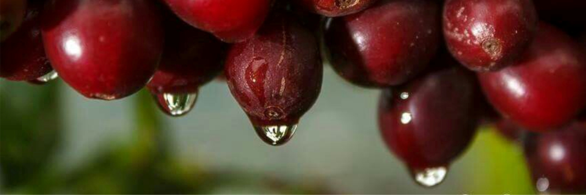 ciliegie della pianta del caffè